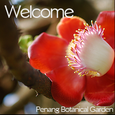 Tropical Botanical Gardens